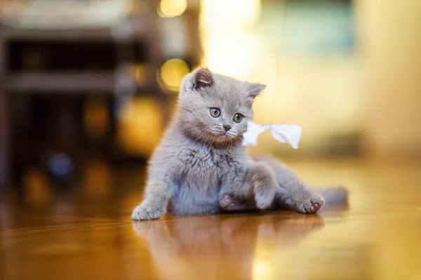 Cute Little Kitten Background — Stock Photo, Image