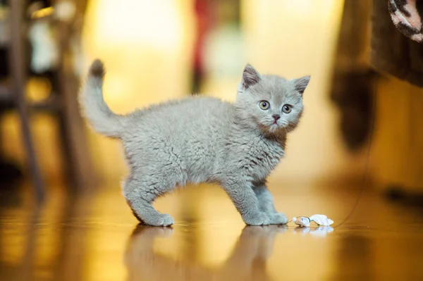 Arka Planda Sevimli Bir Kedi Yavrusu — Stok fotoğraf