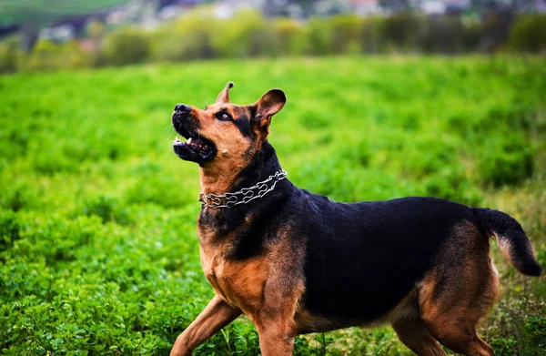 Lucu anjing di rumput hijau — Stok Foto