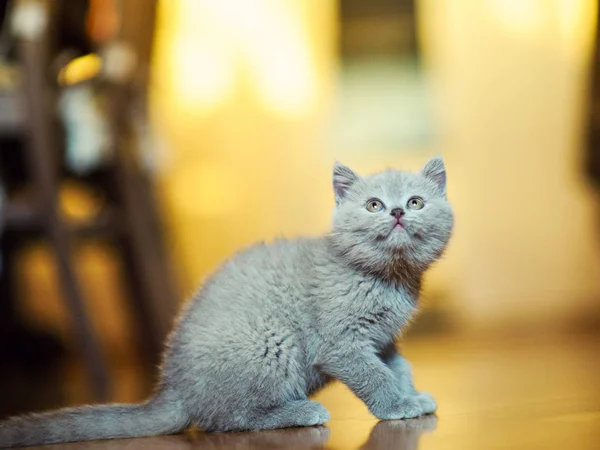 背景に可愛い子猫ちゃん — ストック写真