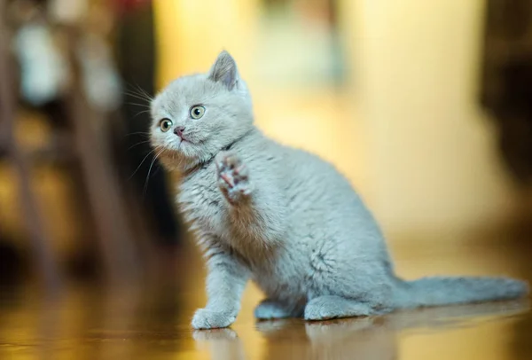 Portrait Cute Kitten — Stock Photo, Image