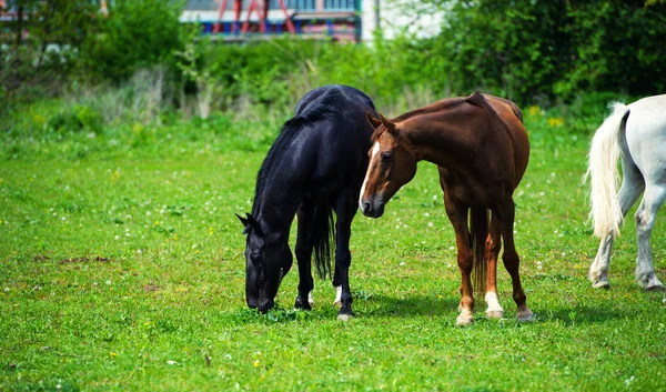 Pferd mit langer Mähne auf der Weide vor schönem blauen Himmel — Stockfoto