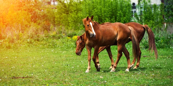 Cavalo com crina longa em pasto contra o belo céu azul — Fotografia de Stock