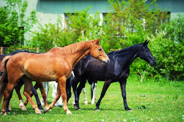 Pferde auf der Weide in der Nähe des Hauses — Stockfoto