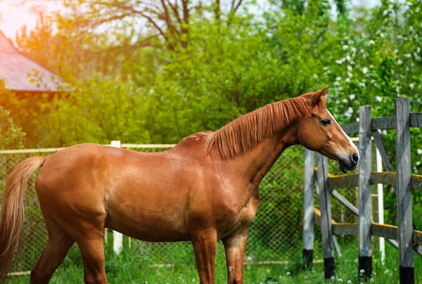 Cavalo com crina longa em pasto contra o belo céu azul — Fotografia de Stock