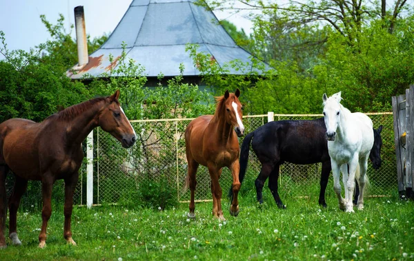 Hest med lang manke på græs mod smuk blå himmel - Stock-foto