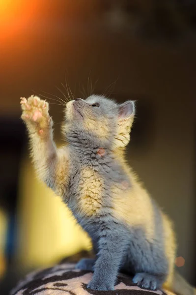 Niedliches Kleines Kätzchen Hintergrund — Stockfoto