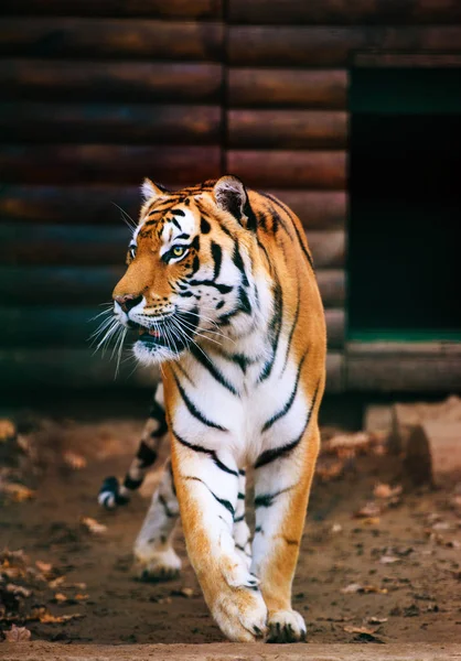 Vacker Amur Tiger Bakgrunden — Stockfoto