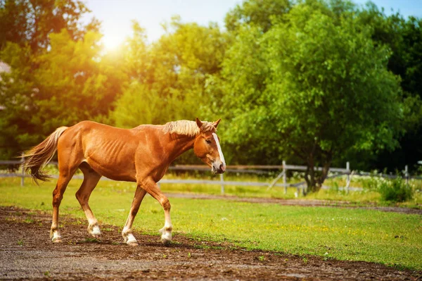 Cavalo no pasto, dia ensolarado. Hora da Primavera — Fotografia de Stock