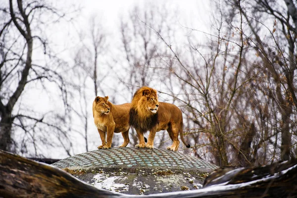 Frumos leu puternic cu leoaică. Familia Leului — Fotografie, imagine de stoc