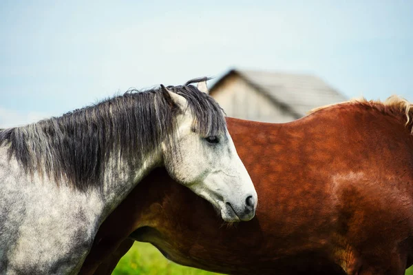 Cheval dans le pâturage, journée ensoleillée. Printemps — Photo