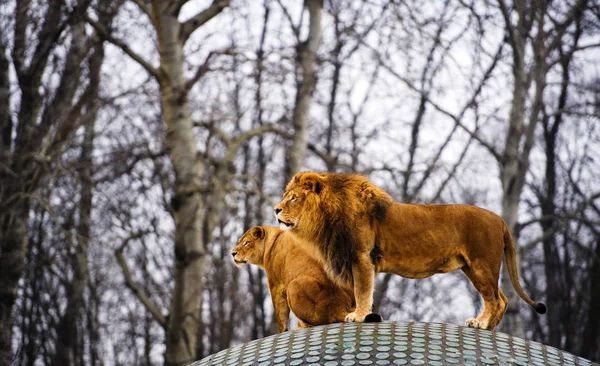 美丽的狮子与母狮。狮子家庭 — 图库照片