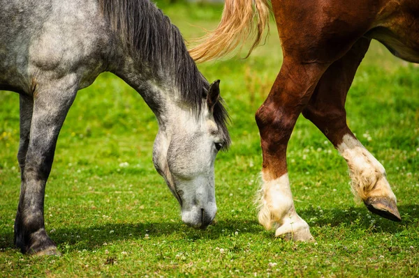 Cavalo no pasto, dia ensolarado. Hora da Primavera — Fotografia de Stock