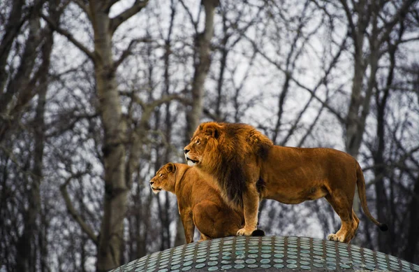 León y Leona — Foto de Stock