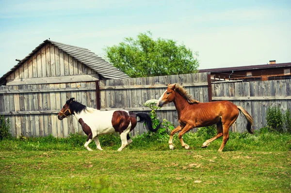 Pferde auf der Weide in der Nähe des Hauses — Stockfoto
