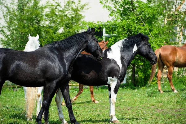 Pferd mit langer Mähne auf der Weide vor schönem blauen Himmel — Stockfoto