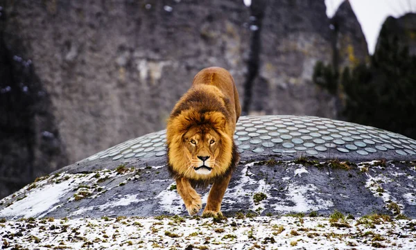 Beau Lion Puissant . — Photo