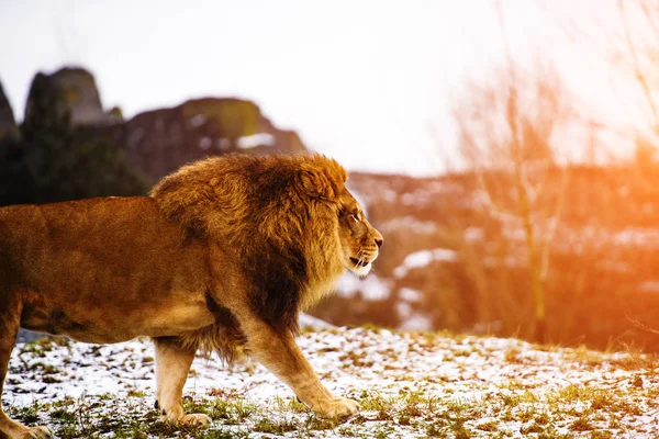 Hermoso león poderoso — Foto de Stock