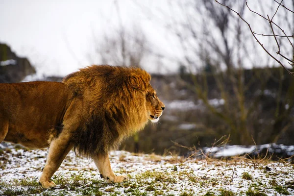 Mooie machtige Lion. — Stockfoto