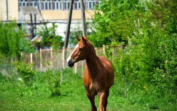 Caballo con melena larga en el pasto contra el hermoso cielo azul —  Fotos de Stock