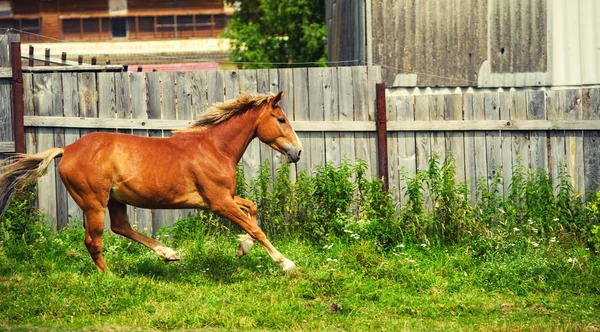 Futás ló a legelőn a ház közelében — Stock Fotó