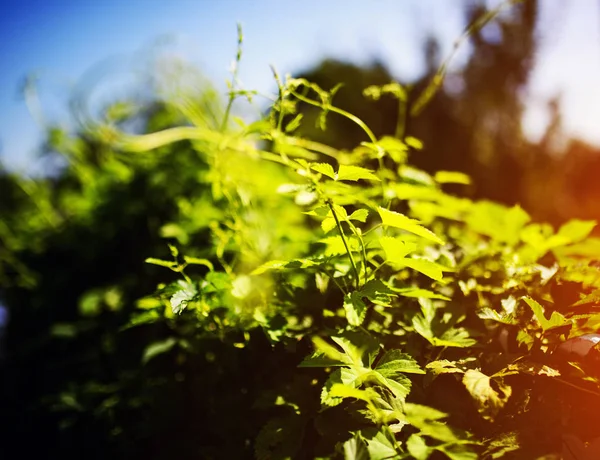 Blatthopfen an sonnigen Tagen — Stockfoto