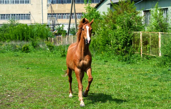 Kůň s dlouhou hřívou na pastvinách proti nádherné modré obloze — Stock fotografie