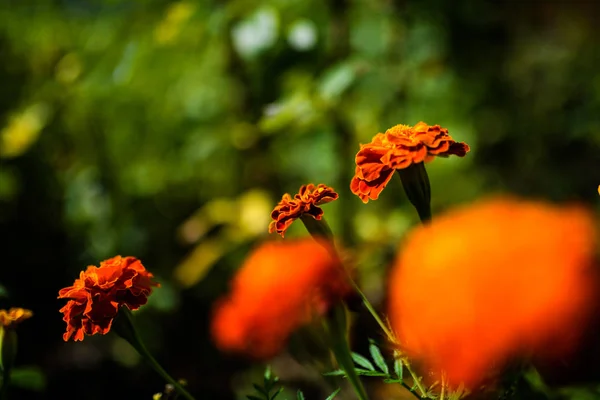 Beautiful Spring Flowers Background — Stock Photo, Image