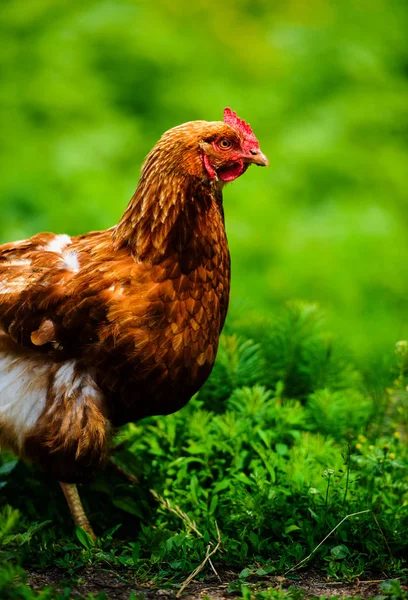 Chicken on a farm — Stock Photo, Image