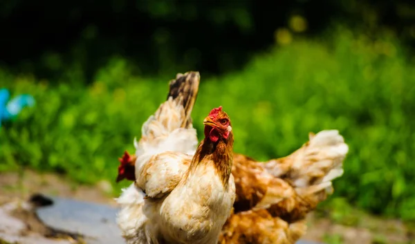 Bir çiftlikte tavuk — Stok fotoğraf