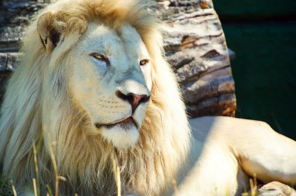 Portret Białego Lwa Afrykańskiego — Zdjęcie stockowe