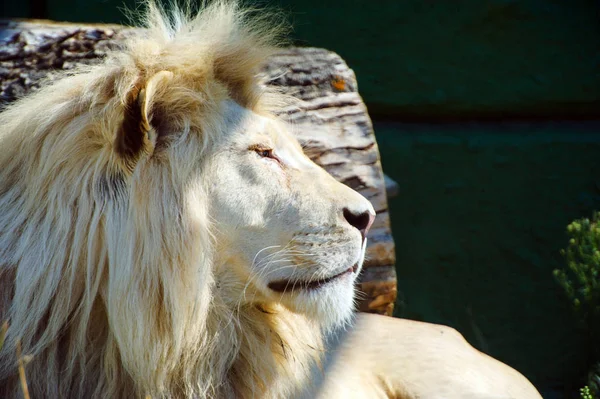 非洲白狮的肖像 — 图库照片