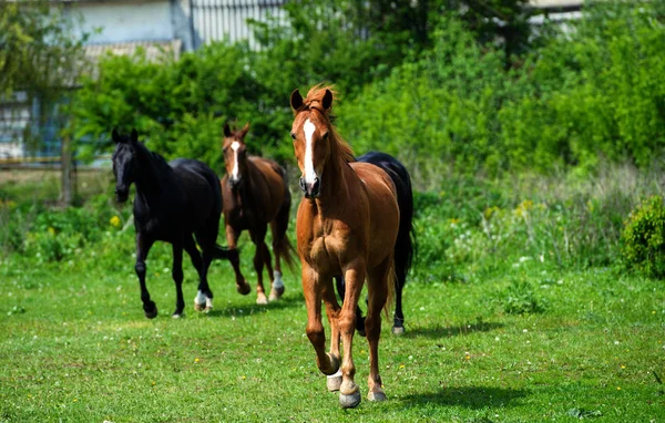 Pferd mit langer Mähne auf der Weide vor schönem blauen Himmel — Stockfoto