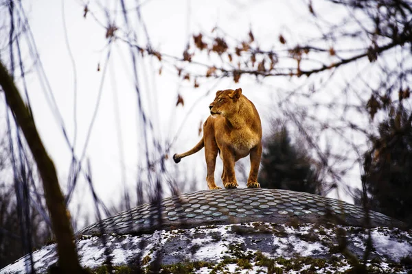 Portrait of a lioness — Stock Photo, Image