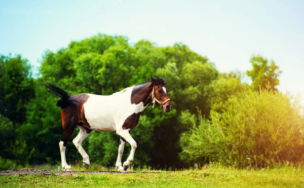 Cavalo no pasto, dia ensolarado. Hora da Primavera — Fotografia de Stock