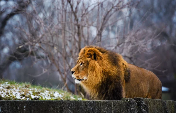 Bellissimo Leone possente — Foto Stock