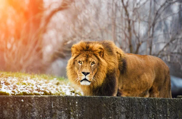 Bellissimo Leone possente — Foto Stock