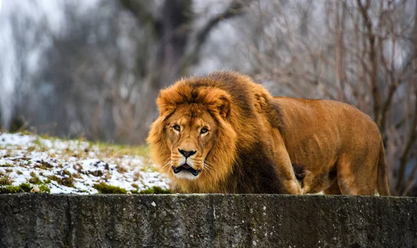 Mooie machtige Lion — Stockfoto