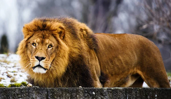 Hermoso león poderoso — Foto de Stock