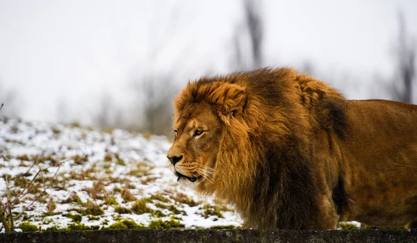 Beau Lion Puissant — Photo