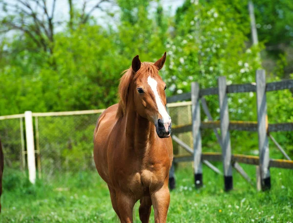 Malebný Pohled Krásný Portrét Koně — Stock fotografie
