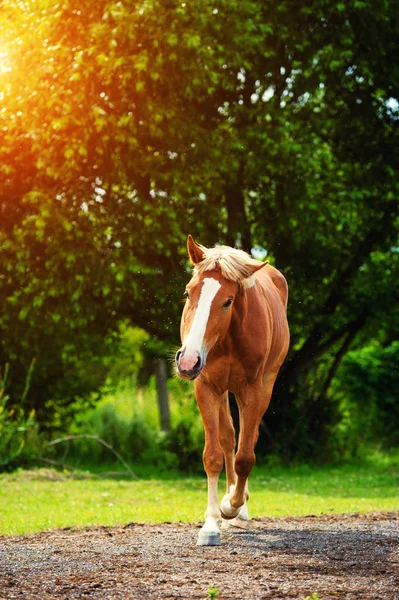 Ló a legelőn, napsütéses nap. Tavaszi időm — Stock Fotó