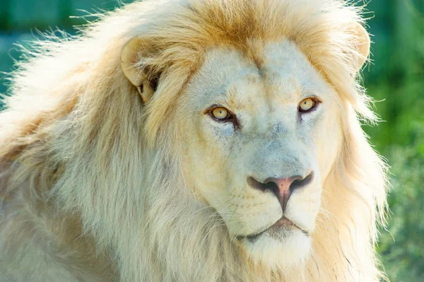 Portrait Beautiful White Lion — Stock Photo, Image