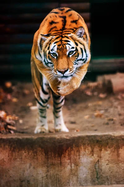 Springende tijger. Prachtige, dynamische en krachtige foto van deze maj — Stockfoto