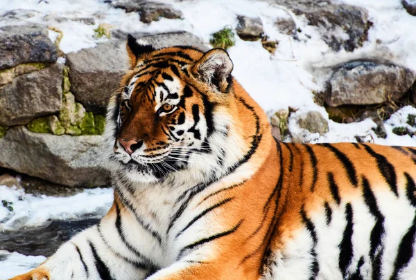 Beautiful Amur tiger on snow. Tiger in winter forest Royalty Free Stock Photos