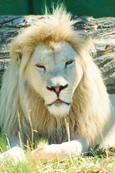 Портрет Красивого Белого Льва Стоковое Фото