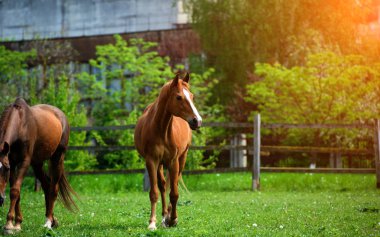 güzel mavi gökyüzüne karşı mera üzerinde uzun yele ile at