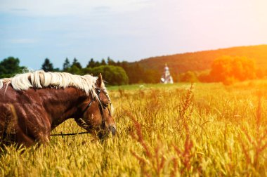 Güzel at portresinin manzarası