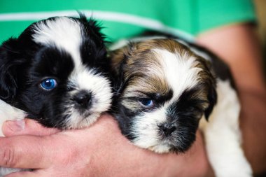 Bir adamın elinde sevimli yavru