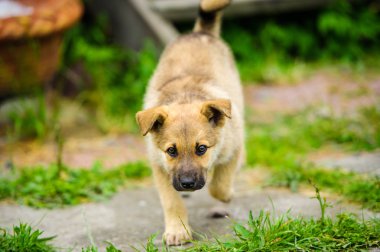 Küçük şirin bir köpek yavrusunun portresi.